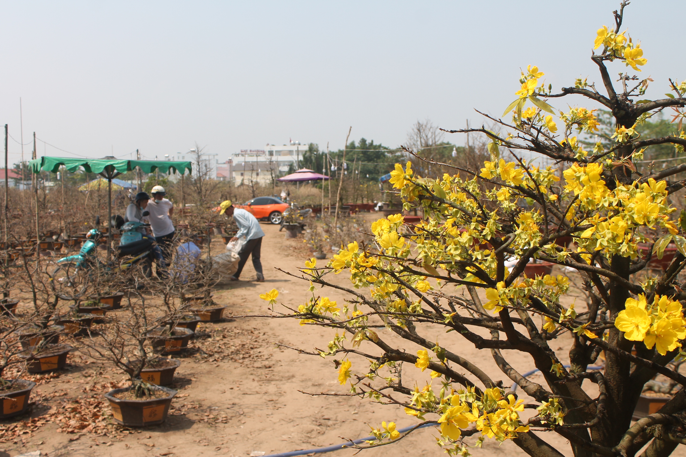Gợi ý các địa chỉ bán hoa đào, hoa mai ngày Tết ở hai miền Bắc - Nam - Ảnh 9. Gợi ý các địa chỉ bán hoa đào, hoa mai ngày Tết ở hai miền Bắc - Nam - Ảnh 9.