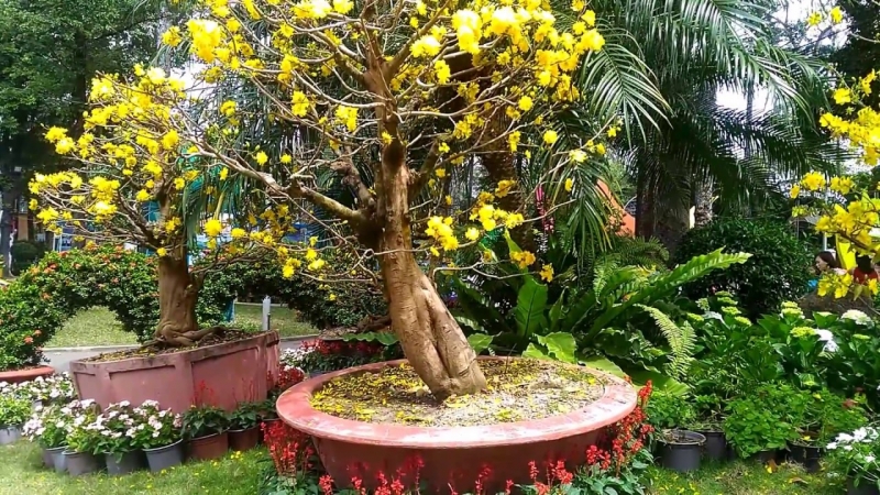 Gợi ý các địa chỉ bán hoa đào, hoa mai ngày Tết ở hai miền Bắc - Nam - Ảnh 11. Gợi ý các địa chỉ bán hoa đào, hoa mai ngày Tết ở hai miền Bắc - Nam - Ảnh 11.