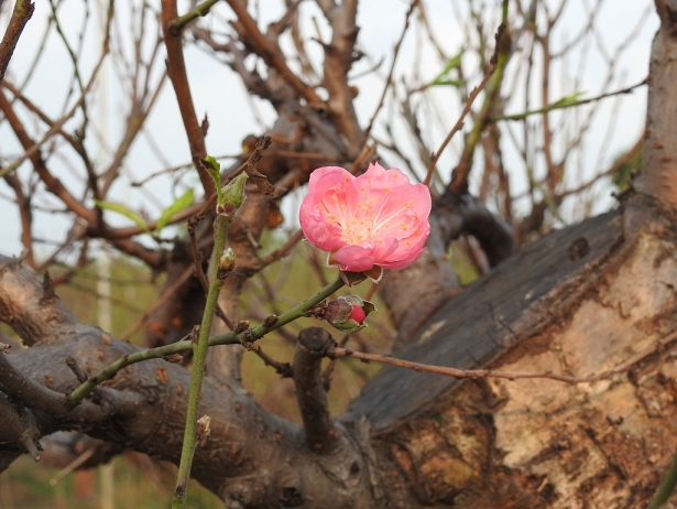 Gợi ý các địa chỉ bán hoa đào, hoa mai ngày Tết ở hai miền Bắc - Nam - Ảnh 1. Gợi ý các địa chỉ bán hoa đào, hoa mai ngày Tết ở hai miền Bắc - Nam - Ảnh 1.