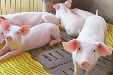 Giá heo hơi hôm nay 29/1: Tiếp tục giảm tại một số địa phương