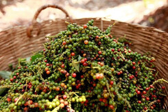 Giá tiêu giảm mạnh trong tháng 12