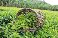 Xuất khẩu chè ước đạt 137.000 tấn trong năm 2020