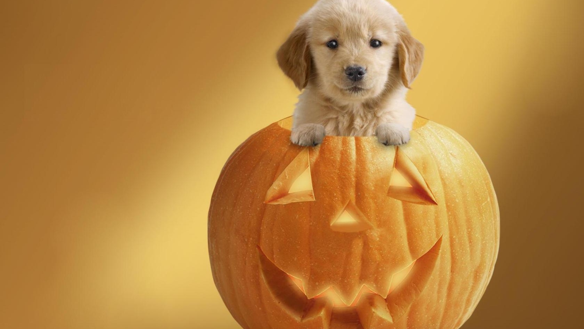 Tổng hợp những hình ảnh về ngày Halloween đẹp, dễ thương và kinh dị - Ảnh 40. Tổng hợp những hình ảnh về ngày Halloween đẹp, dễ thương và kinh dị - Ảnh 40.