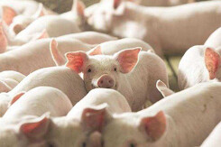 Giá heo hơi hôm nay 29/10: Điều chỉnh tăng 1.000 - 4.000 đồng/kg
