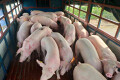Giá heo hơi hôm nay 5/10: Giảm cao nhất 6.000 đồng/kg