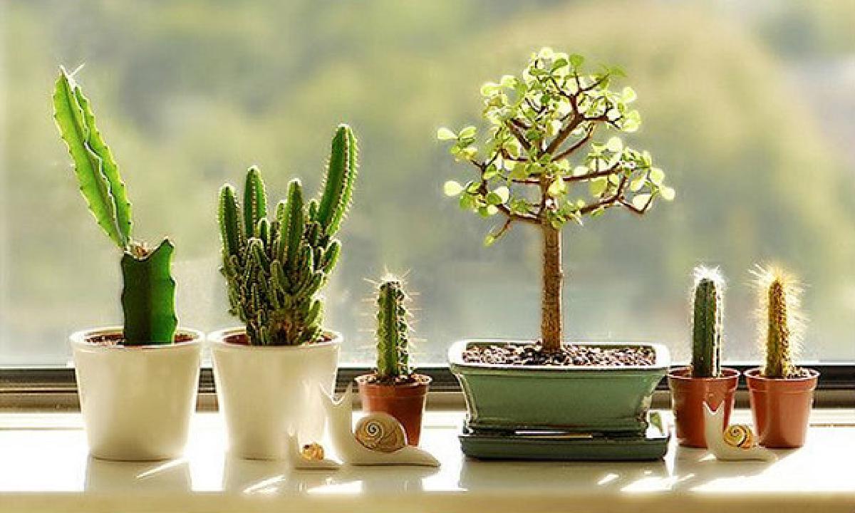 Cây cảnh mini, xu hướng trang trí nhà bằng thực vật nổi bật nhất năm 2021 - Ảnh 3. Cây cảnh mini, xu hướng trang trí nhà bằng thực vật nổi bật nhất năm 2021 - Ảnh 3.