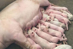 Giá heo hơi hôm nay 2/11: Điều chỉnh từ 1.000 đồng/kg đến 3.000 đồng/kg