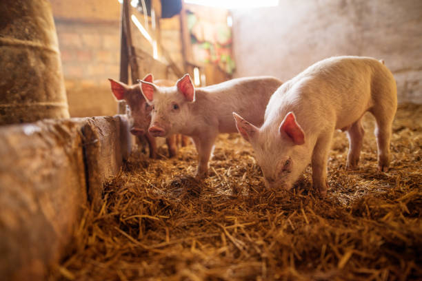 Dự báo giá heo hơi ngày 26/11: Ba miền sẽ tiếp tục biến động trái chiều? - Ảnh 1. Dự báo giá heo hơi ngày 26/11: Ba miền sẽ tiếp tục biến động trái chiều? - Ảnh 1.