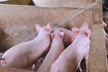 Giá heo hơi hôm nay 8/11: Điều chỉnh 1.000 - 2.000 đồng/kg