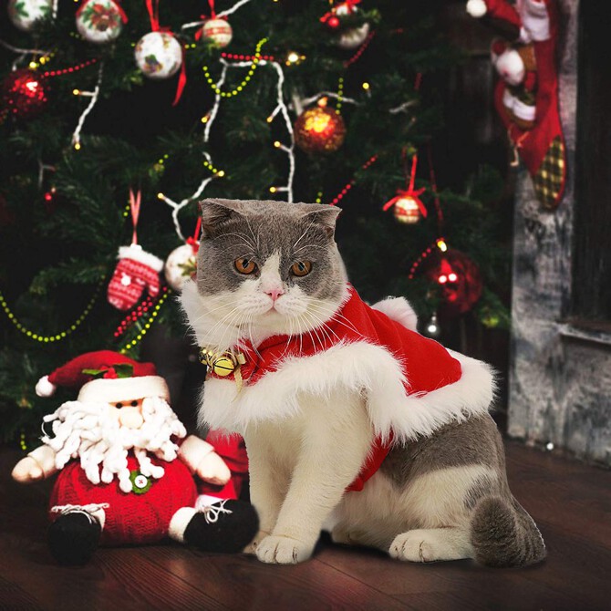 Gợi ý cách chọn đồ Noel cho thú cưng 