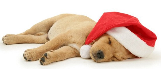  Gợi ý những món đồ Noel cho thú cưng đẹp và dễ thương - Ảnh 1.