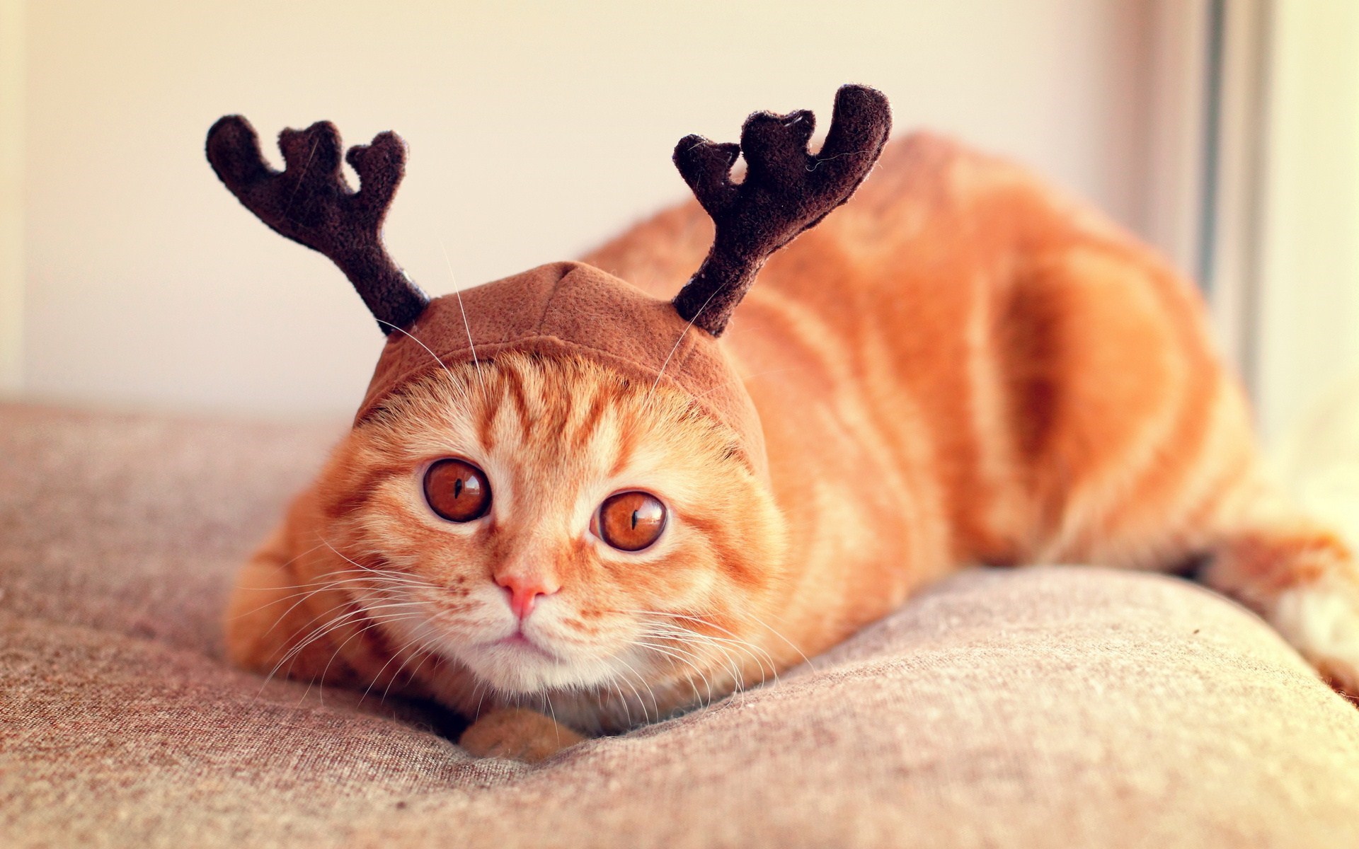  Gợi ý những món đồ Noel cho thú cưng đẹp và dễ thương - Ảnh 11.
