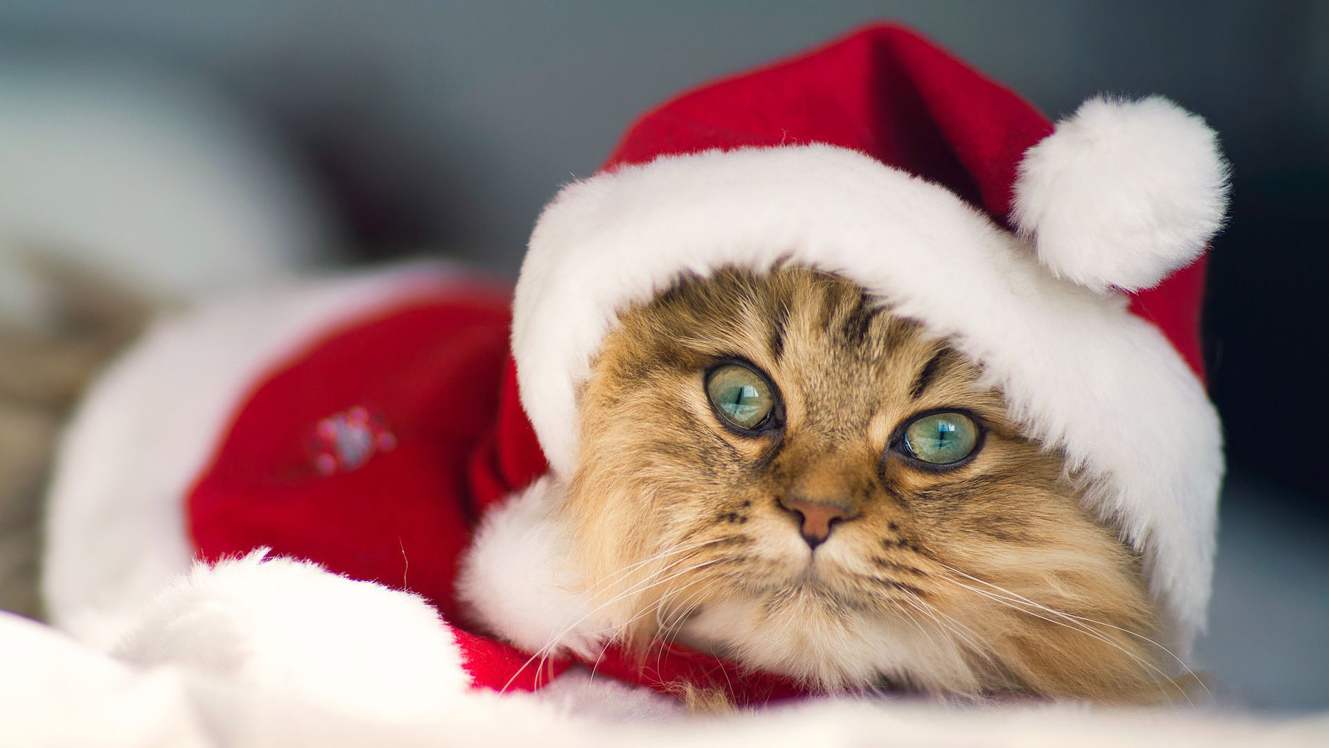  Gợi ý những món đồ Noel cho thú cưng đẹp và dễ thương - Ảnh 12.