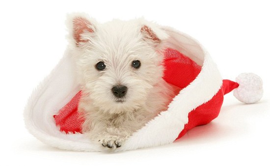  Gợi ý những món đồ Noel cho thú cưng đẹp và dễ thương - Ảnh 2.