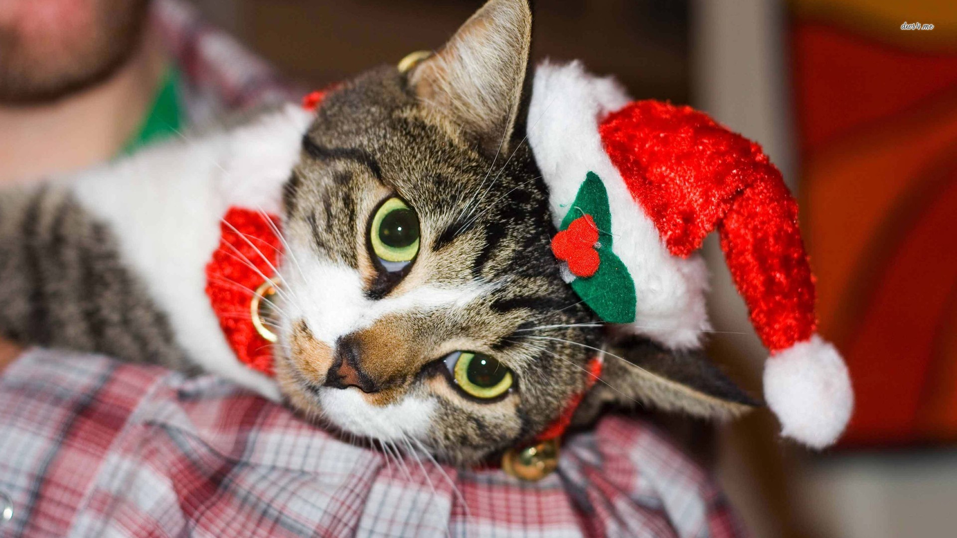  Gợi ý những món đồ Noel cho thú cưng đẹp và dễ thương - Ảnh 6.