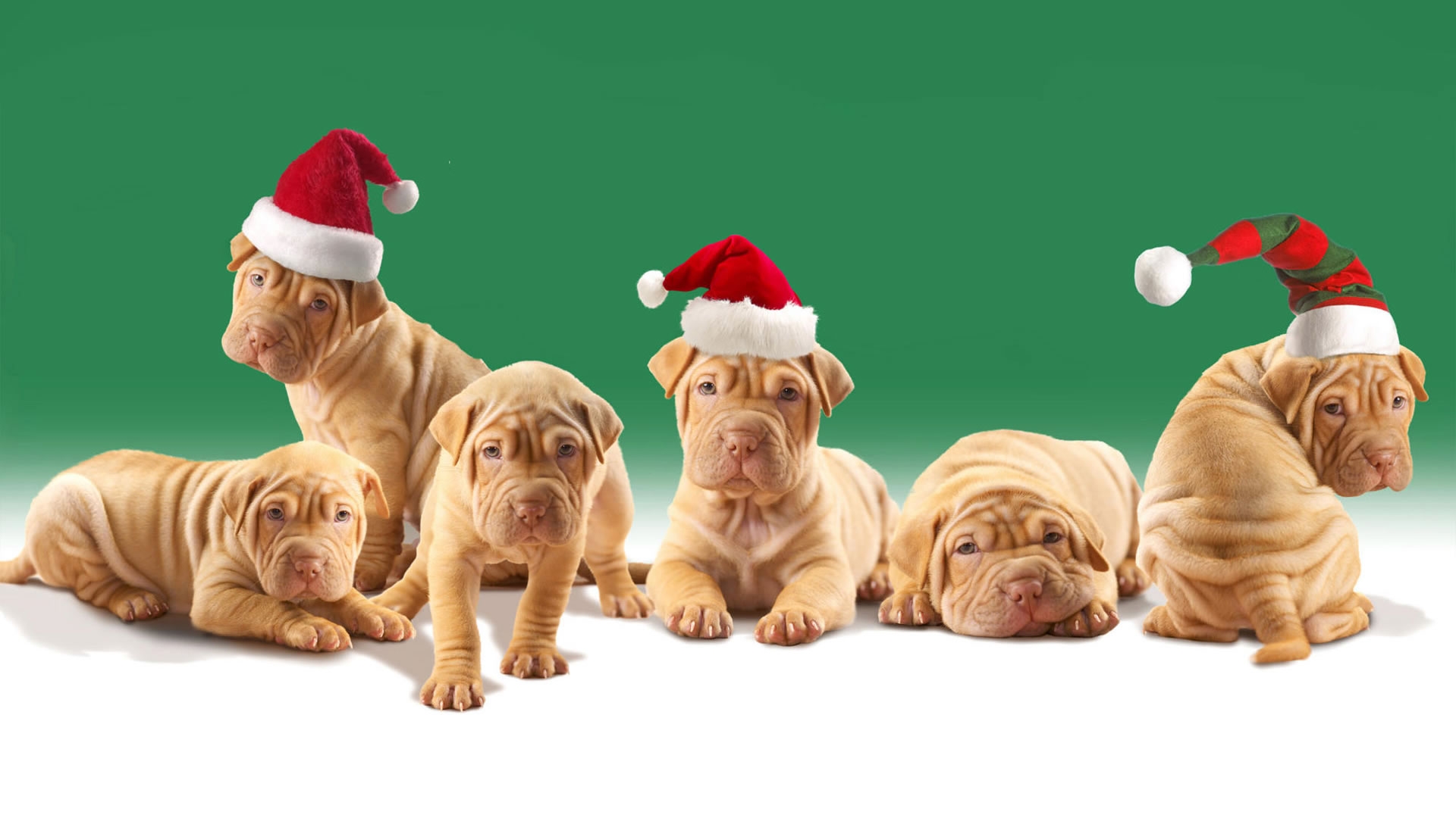  Gợi ý những món đồ Noel cho thú cưng đẹp và dễ thương - Ảnh 7.