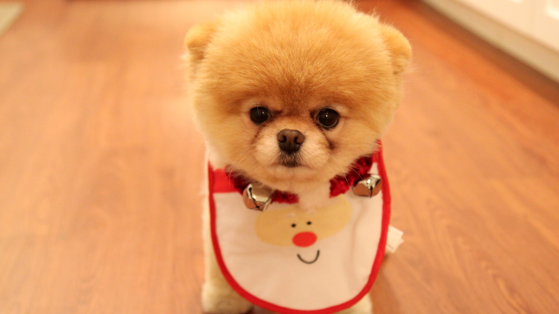  Gợi ý những món đồ Noel cho thú cưng đẹp và dễ thương - Ảnh 8.