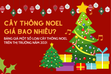 Cây thông Noel giá bao nhiêu? Bảng giá một số loại cây thông Noel trên thị trường năm 2021