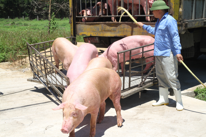 Dự báo giá heo hơi ngày 1/1: Thị trường có tiếp đà giảm vào Tết dương lịch? - Ảnh 1.