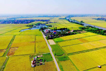 Quảng Nam dự kiến chuyển đổi gần 353 ha đất lúa, đất rừng làm 232 dự án năm 2022