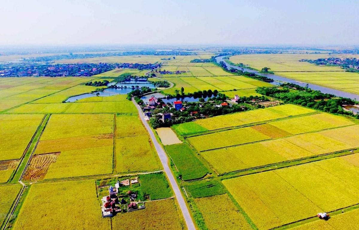 Quảng Nam dự kiến chuyển gần 363 ha đất lúa, đất rừng làm 233 dự án năm 2022 - Ảnh 1.