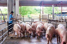 Giá heo hơi hôm nay 8/12: Tiếp đà tăng ở cả ba miền