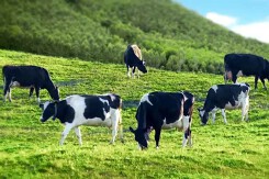 Lợi nhuận GTNfoods tăng 35 lần sau khi về tay Vinamilk