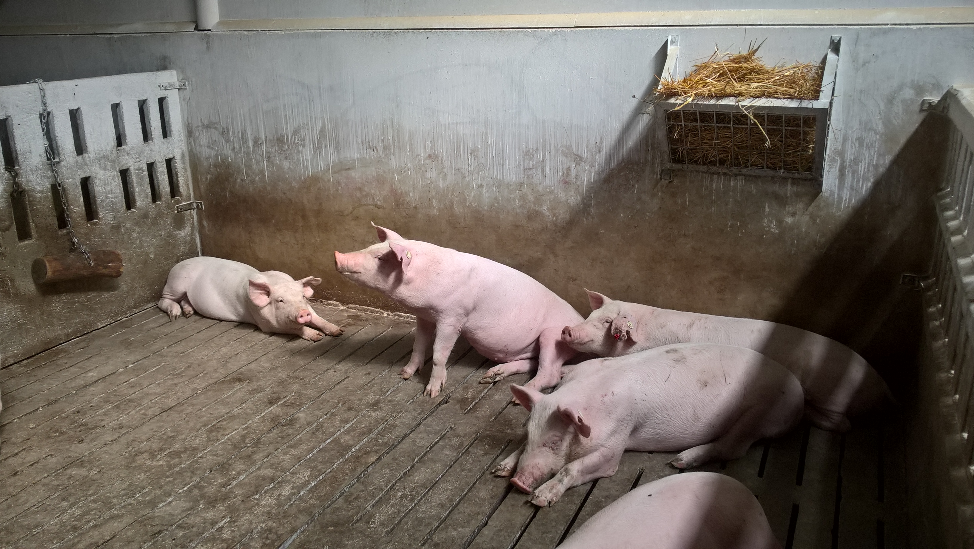 Dự báo giá heo hơi ngày 19/2: Hoạt động kinh doanh ảm đạm, heo hơi vẫn chưa thể tăng giá?  - Ảnh 1.