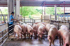 Dự báo giá heo hơi ngày 26/2: Giá thu mua sẽ đi ngang trên toàn quốc?