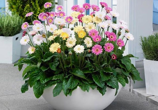 Những loại hoa, cây cảnh nên để trong nhà ngày Tết giúp mang đến may mắn và tài lộc - Ảnh 8. Những loại hoa, cây cảnh nên để trong nhà ngày Tết giúp mang đến may mắn và tài lộc - Ảnh 8.