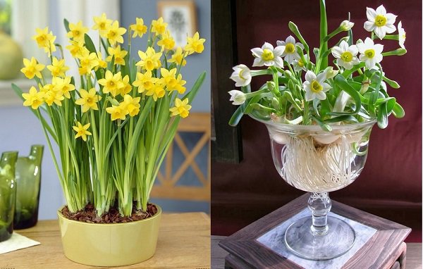 Những loại hoa, cây cảnh nên để trong nhà ngày Tết giúp mang đến may mắn và tài lộc - Ảnh 7. Những loại hoa, cây cảnh nên để trong nhà ngày Tết giúp mang đến may mắn và tài lộc - Ảnh 7.