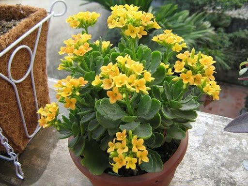 Những loại hoa, cây cảnh nên để trong nhà ngày Tết giúp mang đến may mắn và tài lộc - Ảnh 9. Những loại hoa, cây cảnh nên để trong nhà ngày Tết giúp mang đến may mắn và tài lộc - Ảnh 9.