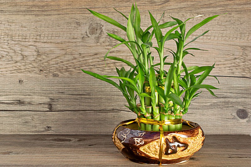 Những loại hoa, cây cảnh nên để trong nhà ngày Tết giúp mang đến may mắn và tài lộc - Ảnh 5. Những loại hoa, cây cảnh nên để trong nhà ngày Tết giúp mang đến may mắn và tài lộc - Ảnh 5.
