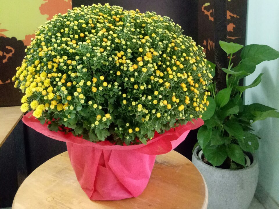 Những loại hoa, cây cảnh nên để trong nhà ngày Tết giúp mang đến may mắn và tài lộc - Ảnh 4. Những loại hoa, cây cảnh nên để trong nhà ngày Tết giúp mang đến may mắn và tài lộc - Ảnh 4.