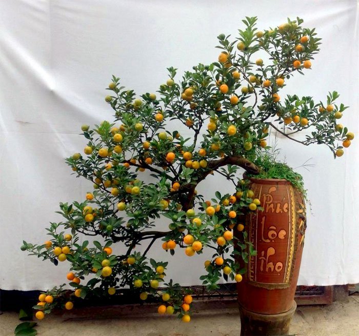Những loại hoa, cây cảnh nên để trong nhà ngày Tết giúp mang đến may mắn và tài lộc - Ảnh 3. Những loại hoa, cây cảnh nên để trong nhà ngày Tết giúp mang đến may mắn và tài lộc - Ảnh 3.