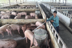 Dự báo giá heo hơi ngày 2/3: Duy trì đà giảm trên cả nước?