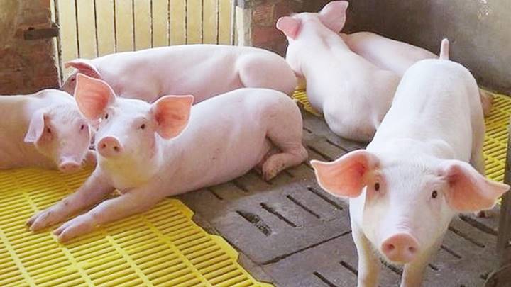 Dự báo giá heo hơi ngày 12/3: Có thể tăng giá do dịch tả heo châu Phi bùng phát? - Ảnh 1. Dự báo giá heo hơi ngày 12/3: Có thể tăng giá do dịch tả heo châu Phi bùng phát? - Ảnh 1.