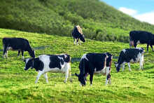 GTNfoods nhập vào Vilico theo tỷ lệ 1,6 : 1, game sáp nhập đã kết thúc?