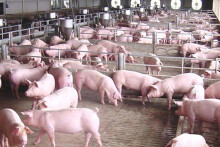 Giá heo hơi hôm nay 27/3: Tăng nhẹ 1.000 - 2.000 đồng/kg tại một vài tỉnh thành