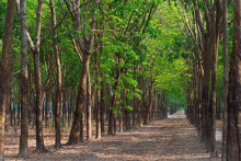 Đồng Nai thu hồi gần 10 ha đất gần sân bay Long Thành để đấu giá