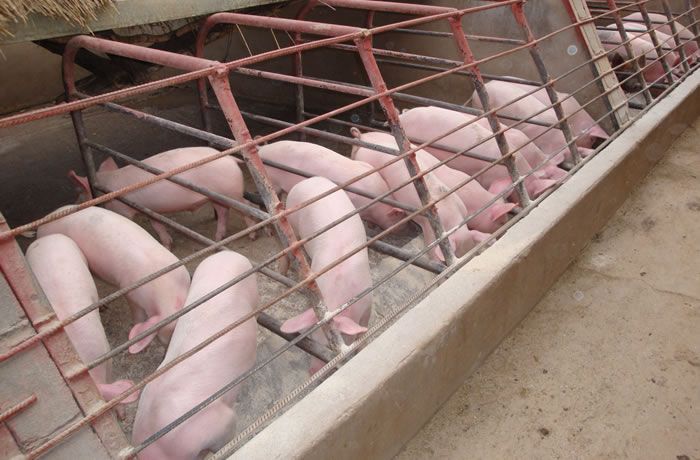 Dự báo giá heo hơi ngày 9/3: Giá thu mua sẽ tiếp tục giảm? - Ảnh 1. Dự báo giá heo hơi ngày 9/3: Giá thu mua sẽ tiếp tục giảm? - Ảnh 1.