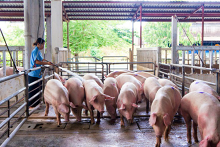 Giá heo hơi hôm nay 2/4: Một vài địa phương điều chỉnh 1.000 đồng/kg