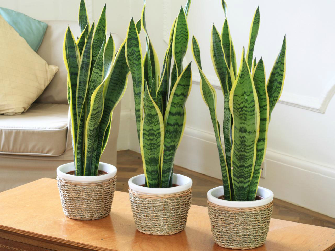 Top 9 loại cây giúp khử mùi hiệu quả trong nhà vệ sinh - Ảnh 2.