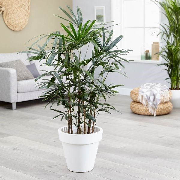 Top 9 loại cây giúp khử mùi hiệu quả trong nhà vệ sinh - Ảnh 5.