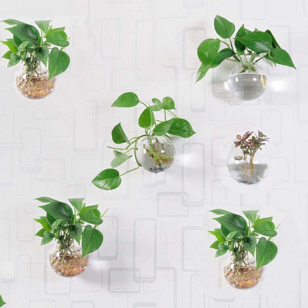 Top 9 loại cây giúp khử mùi hiệu quả trong nhà vệ sinh - Ảnh 6.