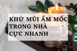 Top 7 cách khử mùi ẩm mốc trong nhà cực nhanh và hiệu quả