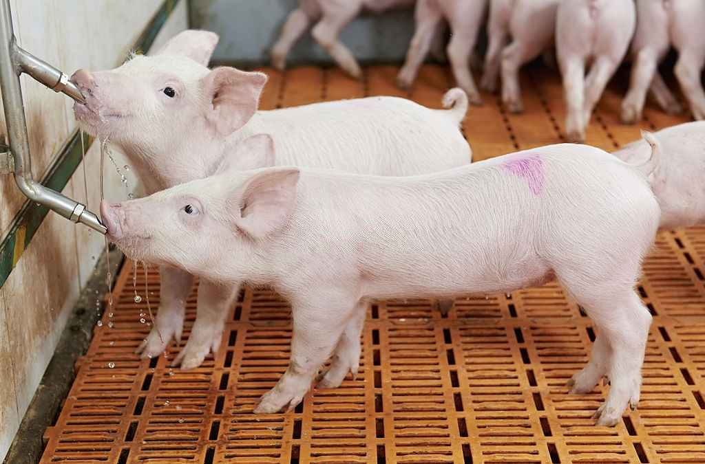 Dự báo giá heo hơi ngày 22/5: Tiếp tục đi ngang trên cả nước? - Ảnh 1. Dự báo giá heo hơi ngày 22/5: Tiếp tục đi ngang trên cả nước? - Ảnh 1.