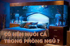 Có nên nuôi cá trong phòng ngủ? Những điều cần lưu ý khi đặt bể cá