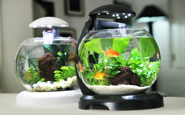Có nên nuôi cá trong phòng ngủ? Những điều cần lưu ý khi đặt bể cá - Ảnh 2.