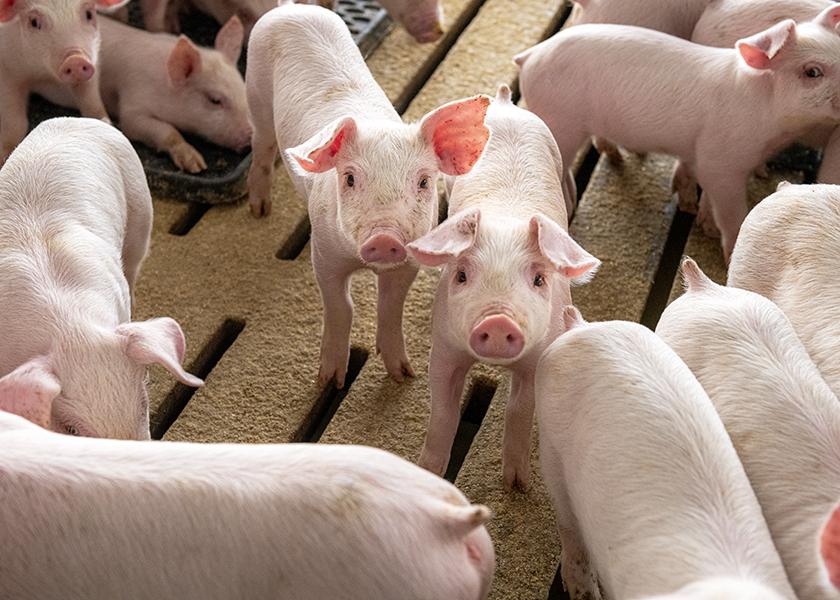 Dự báo giá heo hơi ngày 2/6: Các tỉnh thành sẽ tiếp tục chững lại? - Ảnh 1. Dự báo giá heo hơi ngày 2/6: Các tỉnh thành sẽ tiếp tục chững lại? - Ảnh 1.